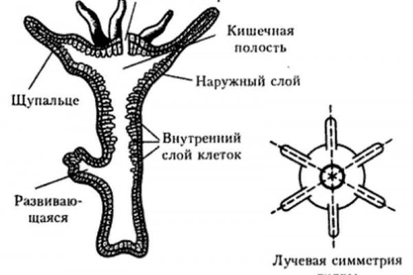 Кракен ты знаешь где покупать